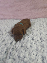 Load image into Gallery viewer, $300 Deposit For (Blue Collar) Male Cavapoo Puppy (Red) (CKC Cavapoo)
