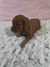 Load image into Gallery viewer, $300 Deposit For (Blue Collar) Male Cavapoo Puppy (Red) (CKC Cavapoo)
