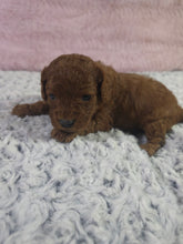 Load image into Gallery viewer, $300 Deposit For (Orange Collar) Male Cavapoo Puppy (Red) (CKC Cavapoo)

