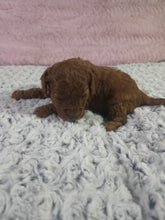 Load image into Gallery viewer, $300 Deposit For (Orange Collar) Male Cavapoo Puppy (Red) (CKC Cavapoo)
