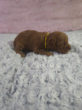 Load image into Gallery viewer, $300 Deposit For (Yellow Collar) Male Cavapoo Puppy (Red) (CKC Cavapoo)

