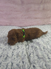 Load image into Gallery viewer, $300 Deposit For (Green Collar) Male Cavapoo Puppy (Red) (CKC Cavapoo)
