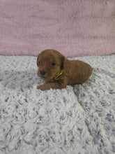 Load image into Gallery viewer, $300 Deposit For (Yellow Collar) Male Cavapoo Puppy (Red) (CKC Cavapoo)
