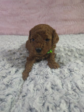 Load image into Gallery viewer, $300 Deposit For (Green Collar) Male Cavapoo Puppy (Red) (CKC Cavapoo)
