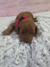 Load image into Gallery viewer, $300 Deposit For (Pink Collar) Female Cavapoo Puppy (Red) (CKC Cavapoo)
