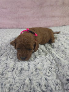 $300 Deposit For (Pink Collar) Female Cavapoo Puppy (Red) (CKC Cavapoo)