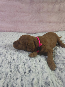 $300 Deposit For (Pink Collar) Female Cavapoo Puppy (Red) (CKC Cavapoo)